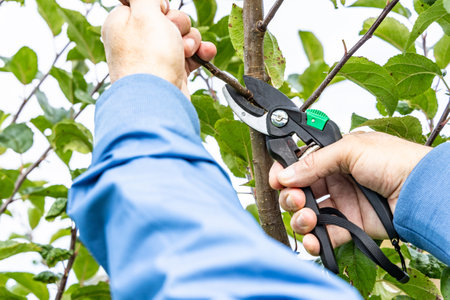 Pruning of young apple trees in autumn, close-up photo
