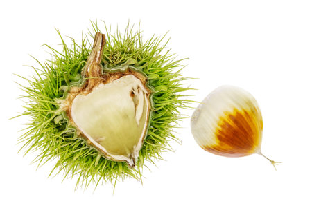 Chestnuts fresh fruits and seeds isolated on white backgroundの写真素材