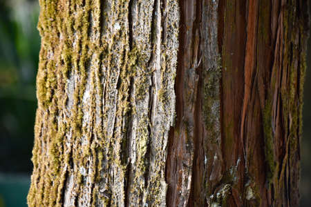Himalayan pine trunk with Moss and Dried Bark