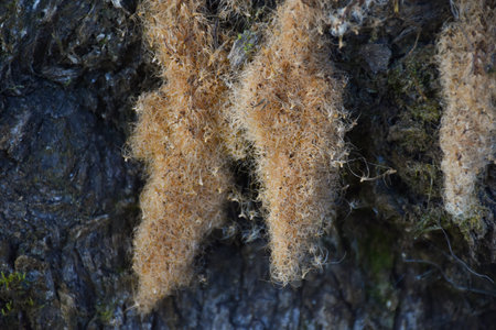 Moss on Tree Trunk