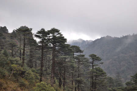 beautiful pine tree forest in himalyan mountain , a paradise for trekersの写真素材