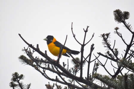 The hooded grosbeak bright yellow colored bird at high altitude of ten thousand feet height.の写真素材