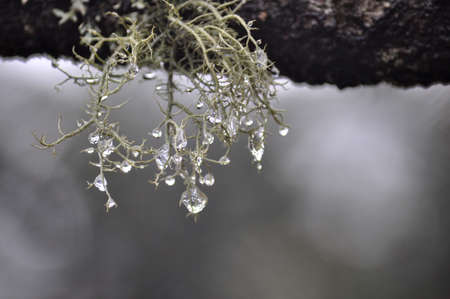 Sparkling dew drops hangging on sap green moss fiber grown on pine branchの写真素材