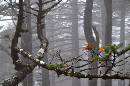 Pine trees forest covered with silvery mist and fogの写真素材