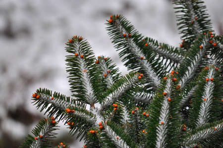 Green christmas tree leaves orange coloured fruit covered with crystaline snow