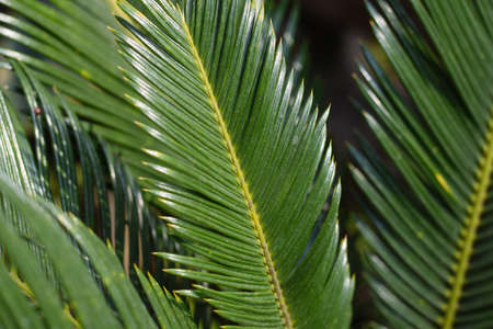 Shining green Sago palm leaves , a indoor palm plant
