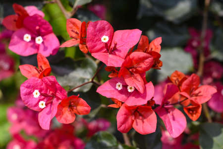 Beautiful bloomed red Bougainvillea glabra potted plant in home garden.の写真素材