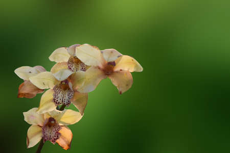 Yellow colour Cymbidium , commonly known as boat orchidの写真素材