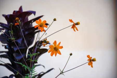 olden Yellow cosmos flower blooming in garden field with blurred.の写真素材