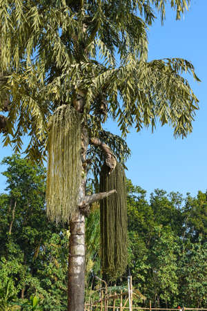 Caryota urens tree commonly known as Bon shupari or Fishtail palm, bear both male and female...
