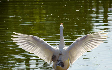 Chinese geese are light-weight, graceful birds. They have a long, slightly curved neck and a...