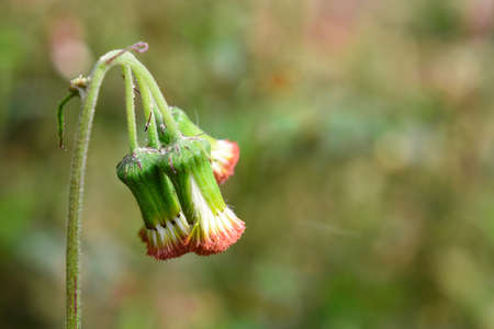 Crassocephalum crepidioides, commonly called ebolo, is a weed that flowers all year round