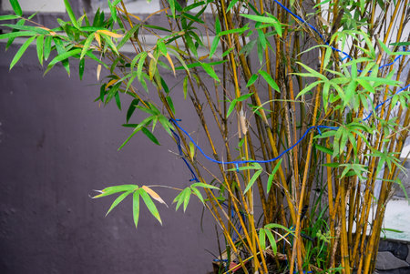 Bamboo tree in the garden on the concrete wall, Thailand.の写真素材