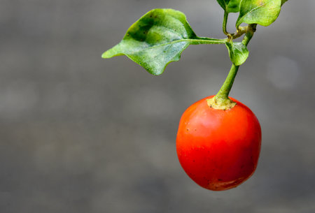 Close-up of a ripe red bell pepper on a branch.の写真素材