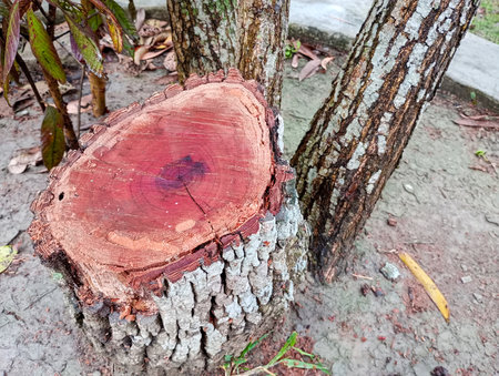 Stump of a tree in the forest. The concept of environmental protection.の写真素材