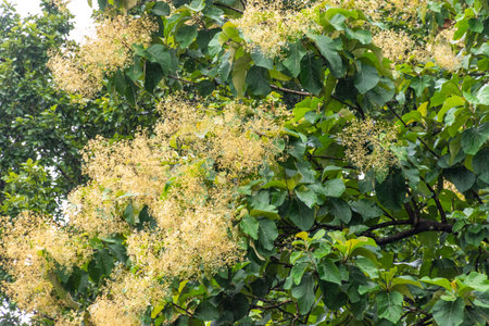 Close up of yellow flowers on a tree in the garden, Thailand.の写真素材