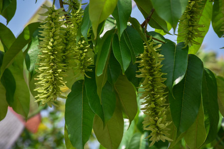 Pterocarya stenoptera is a small -winged tree, wingnut tree, Medicinal plant