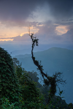 Soothing mountainous backdrop at sunset with a solitary, intricate tree surrounded by verdant foliage, bathed in soft hues and subtle lightingの写真素材