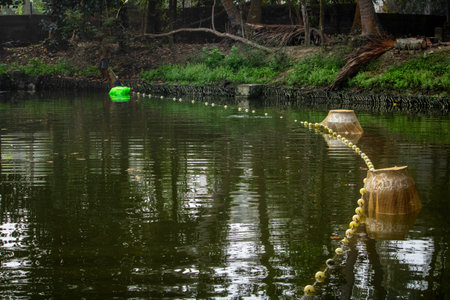 fisherman uses circular fishing nets in a tranquil pond surrounded by plants. Captures the essence...