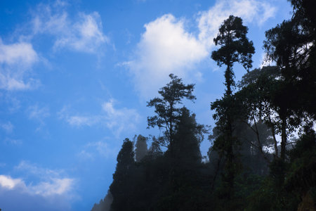 Tall, majestic trees cast stunning silhouettes against a backdrop of a vibrant blue sky adorned with soft, white cloudsの写真素材