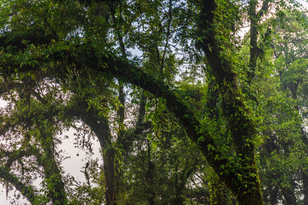 Dense forest scene featuring towering trees wrapped in vines and moss, with a leafy canopy and dappled sunlight creating a tranquil, natural ambianceの写真素材