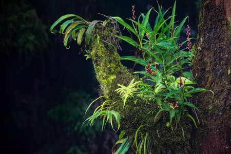 A vibrant rainforest scene shows a moss-covered branch supporting diverse greenery, including ferns and tropical leaves. Highlights resilience, growth, and the beauty of epiphytic plants thriving on bark.の写真素材