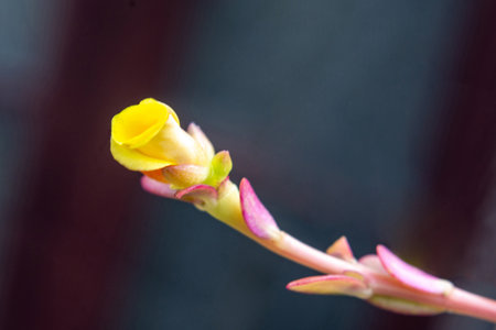 Macro close-up of a yellow flower bud on a pink stem, set against a dark, blurred background
