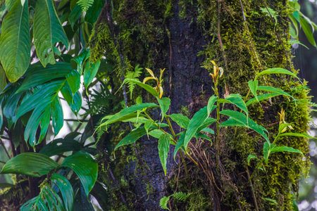 A moss-covered tree trunk supports green vines and leafy plants, creating a vibrant, natural scene. Ideal for nature, outdoors, forest, and growthの写真素材