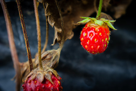 Close-up view of a vibrant red strawberry ripening on a wilting plant, capturing the delicate details of its textured surface, contrasting with the natural tones of the dried leaves around itの写真素材