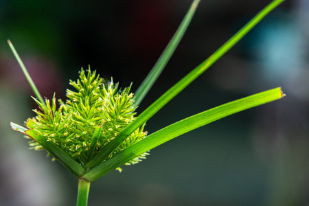 Vivid close-up of a green plant with a spiky seed head and long leavesの写真素材