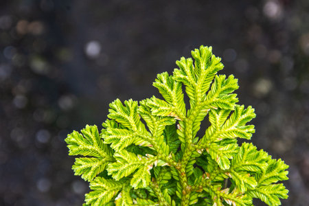 Bright Green Conifer Branch of Selanginella martensii is a small bushy plantの写真素材