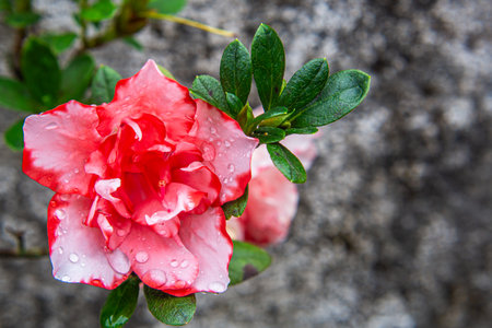 Beautiful pink hybrid Azalea With Dew Drops On Green Leaves Against Soft Blurred Stone Backgroundの写真素材