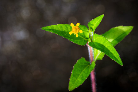 Close-Up Of A Small Yellow Flower On Green Leaves With A Fuzzy Pink Stemの写真素材