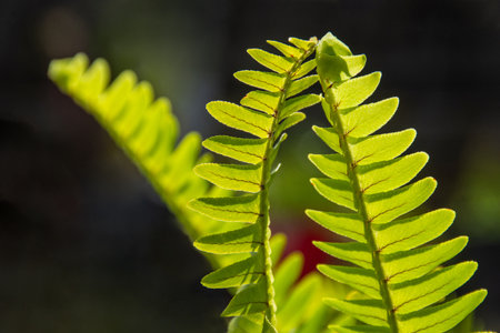 Macro shot of vibrant fern fronds, illuminated by sunlight. Fresh green leaves form a delicate...