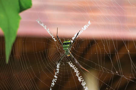 The Most Beatyfull Spider,Spider Siting On The Net,Spider In Asia