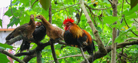 beautyfull red chicken, wild chicken, chichen in asia  male Red Junglefowl