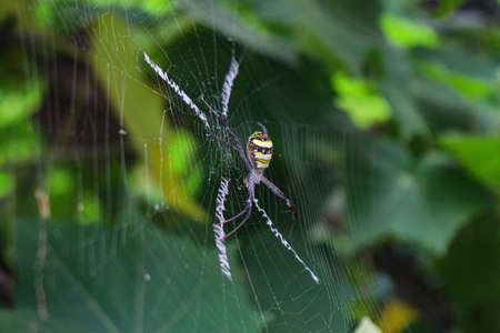 The Most Beatyfull Spider,Spider Siting On The Net,Spider In Asia