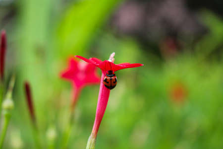 beaulyful Ladybug rests on a Grass flower, blur background imageの写真素材