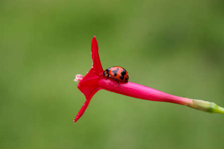 beaulyful Ladybug rests on a Grass flower, blur background imageの写真素材