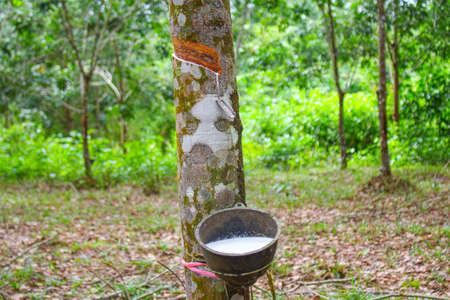 Vietnam rubber tree,Tapping latex rubber,latex extracted from rubber tree source of natural in...