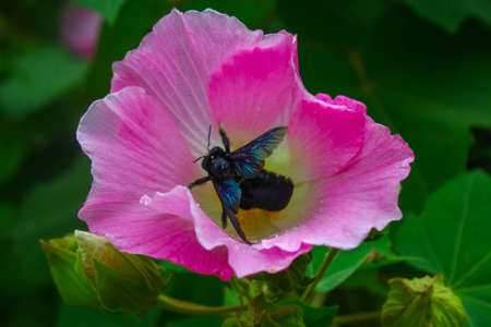 flower,beautyful pink flower,flowers in garden image background