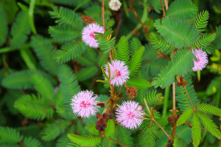 touch-me-not tree or sensitive plant Flowers,shem plants on blur background.の写真素材