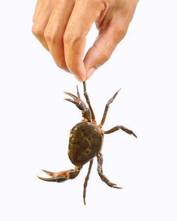 Freshwater crab,nature crab isolated on white background