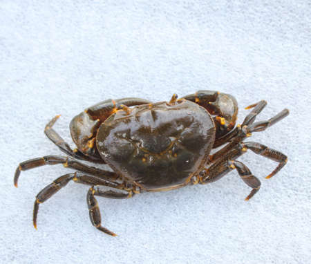 Freshwater crab,nature crab isolated on white background