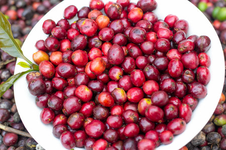 laos coffee,pakxong coffee fruits farming in asiaの写真素材