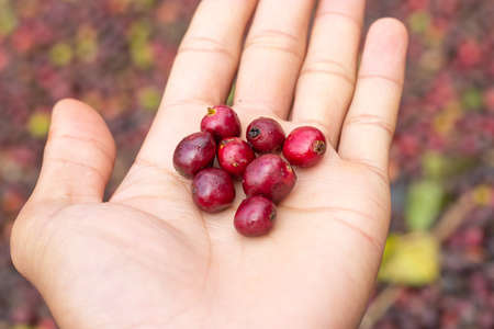 laos coffee,pakxong coffee fruits farming in asia