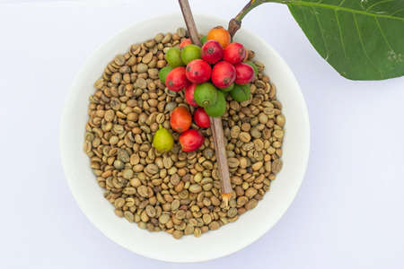 laos coffee,pakxong coffee fruits farming in asia, coffee laos on white backgroundの写真素材
