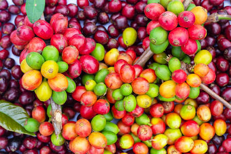 Laos coffee, pakxong coffee fruits farming in Asiaの写真素材