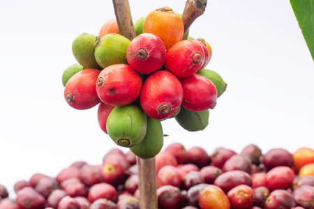 Laos coffee, pakxong coffee fruits farming in Asiaの写真素材