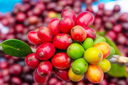 Laos coffee, pakxong coffee fruits farming in Asiaの写真素材